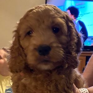 Meet your Posher, Scott